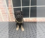 Small Photo #3 German Shepherd Dog Puppy For Sale in LANCASTER, TX, USA