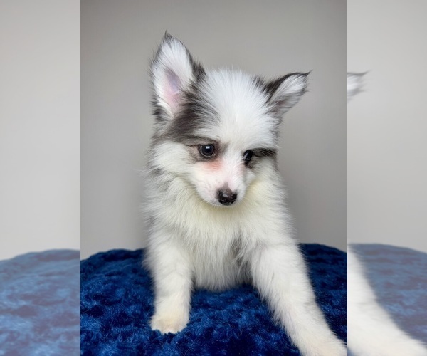 Medium Photo #11 Pomsky Puppy For Sale in NASHUA, NH, USA