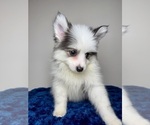 Small #10 Pomsky