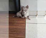 Small #9 Chiranian