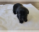 Small Photo #4 Labrador Retriever Puppy For Sale in APPLE VALLEY, CA, USA