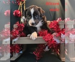 Puppy 2 Australian Shepherd