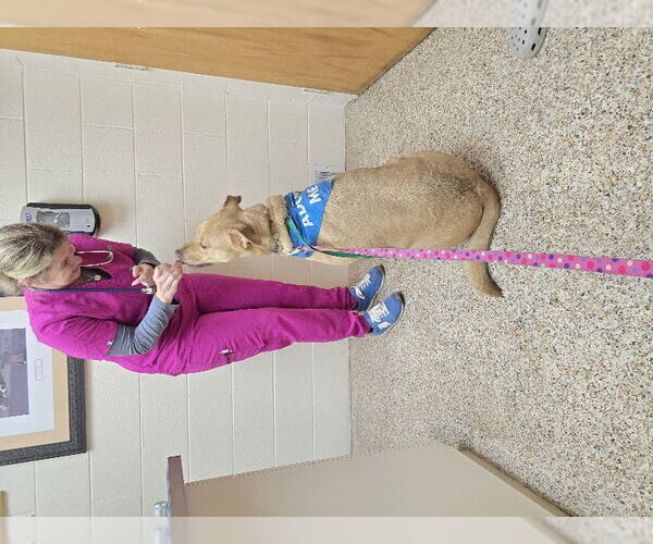 Medium Photo #15 American Staffordshire Terrier-Labrador Retriever Mix Puppy For Sale in Winston Salem, NC, USA