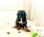 Puppy Mr Fudge Goldendoodle (Miniature)