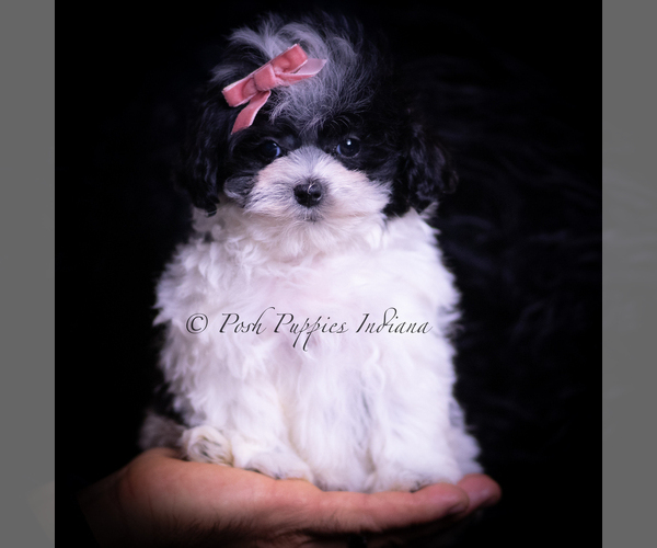Medium Photo #5 Maltipoo (Toy) Puppy For Sale in WARSAW, IN, USA