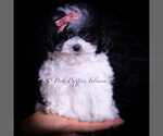 Small #4 Maltipoo (Toy)