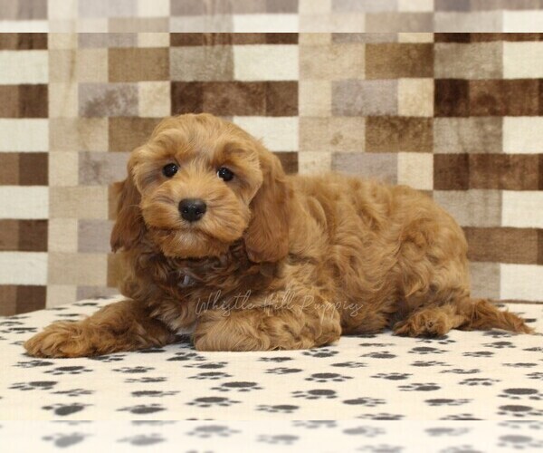 Medium Photo #2 Cavapoo (Miniature) Puppy For Sale in DENVER, PA, USA