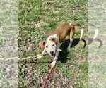 Small Photo #1 Mutt Puppy For Sale in Spotsylvania, VA, USA