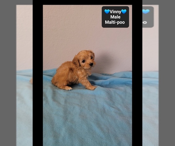 Medium Photo #2 Maltipoo (Toy) Puppy For Sale in TUCSON, AZ, USA