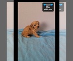 Vinny - Male Maltipoo (Toy) Puppy for Sale - Photo #2