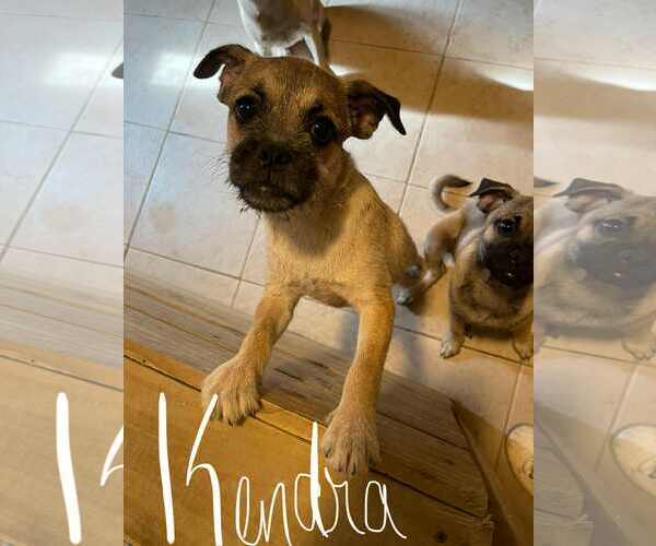 Medium Photo #2 Pug-Unknown Mix Puppy For Sale in Morganville, NJ, USA