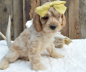 Cock-A-Poo Puppy for sale in HONEY BROOK, PA, USA