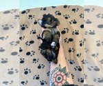 Small #2 Morkie