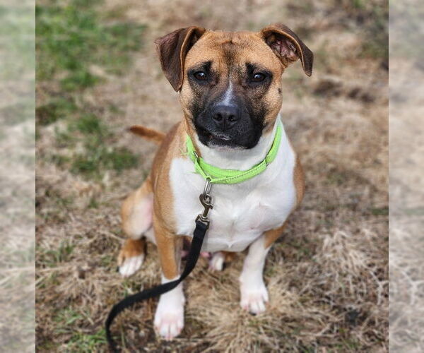Medium Photo #3 Boxer Puppy For Sale in Walnutport, PA, USA