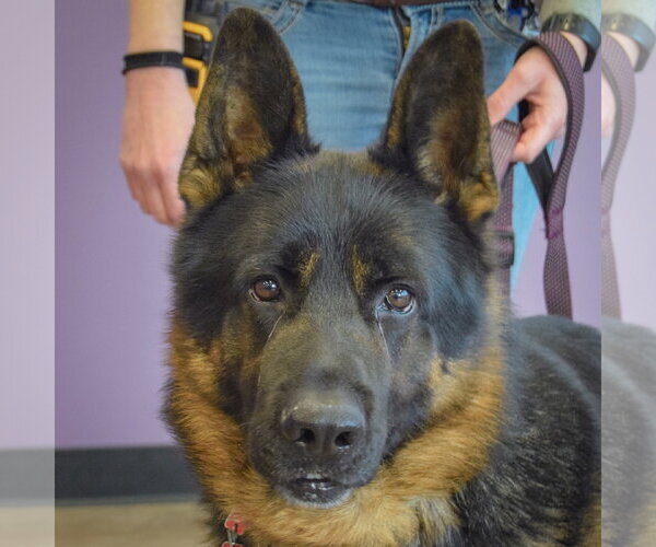 Medium Photo #7 German Shepherd Dog Puppy For Sale in Huntley, IL, USA