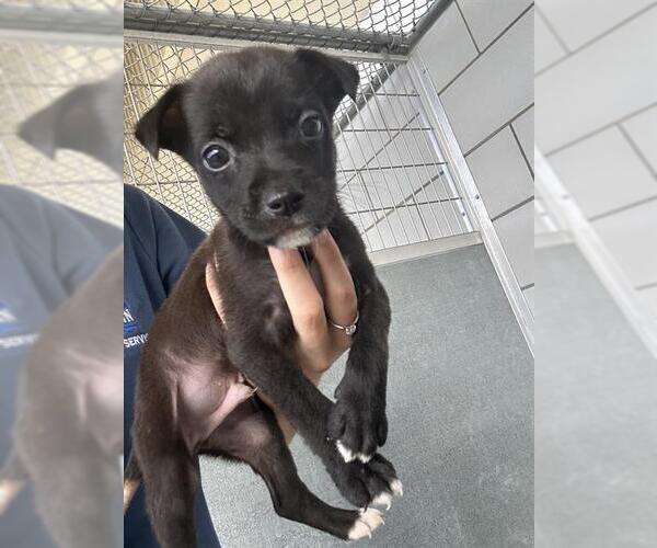 Medium Photo #1 American Pit Bull Terrier Puppy For Sale in Baytown, TX, USA