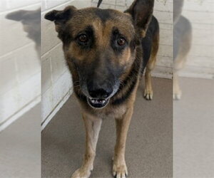 German Shepherd Dog Dogs for adoption in San Bernardino, CA, USA
