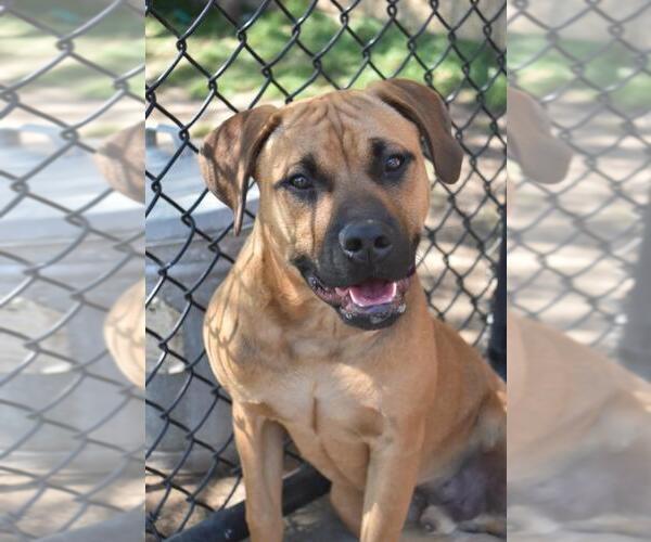 Medium Photo #1 Mastiff-Unknown Mix Puppy For Sale in Tulsa, OK, USA