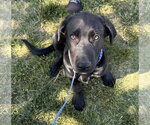 Small #4 Labrador Retriever Mix