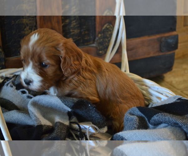 Medium Photo #1 Cavapoo (Miniature) Puppy For Sale in GREENWOOD, WI, USA