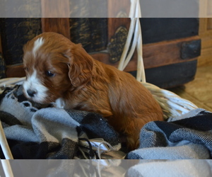 Medium Cavapoo (Miniature)