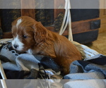 Puppy Jerry Cavapoo (Miniature)