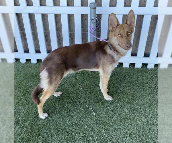 Medium Photo #1 German Shepherd Dog-Unknown Mix Puppy For Sale in Modesto, CA, USA