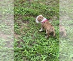 Small Photo #13 Boston Terrier Puppy For Sale in LOXAHATCHEE, FL, USA