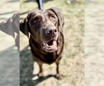 Small #2 Labrador Retriever
