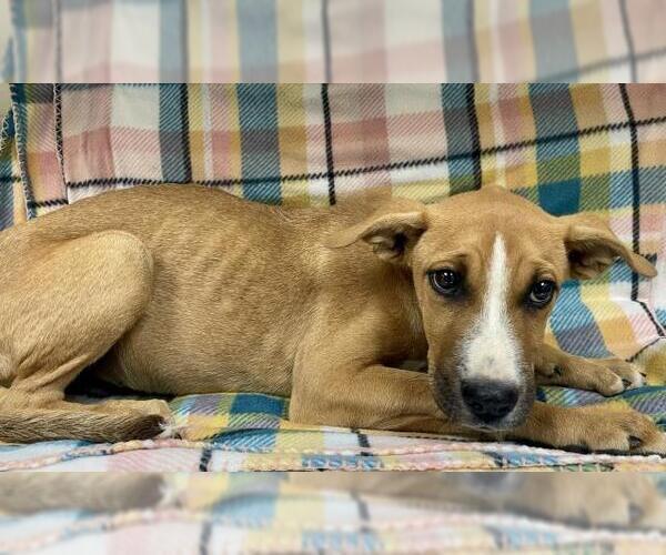 Medium Photo #1 Mutt Puppy For Sale in HESPERIA, CA, USA