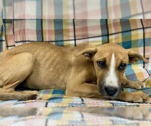 Mutt Dogs for adoption in HESPERIA, CA, USA