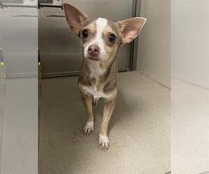 Chihuahua Dogs for adoption in Sacramento, CA, USA