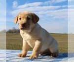Small Photo #4 Labrador Retriever Puppy For Sale in HAGERSTOWN, MD, USA
