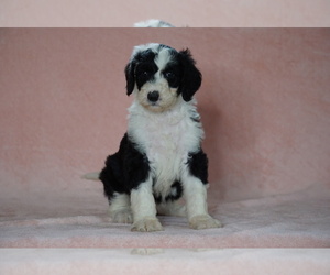 Poodle (Standard)-Shepadoodle Mix Puppy for sale in FREDERICKSBG, OH, USA