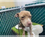 Small American Pit Bull Terrier