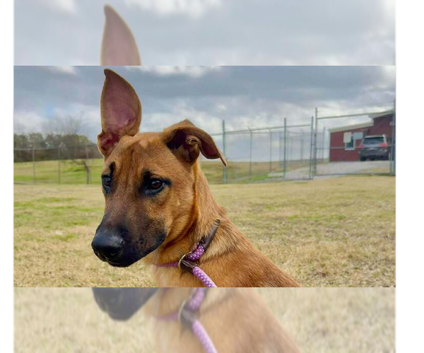 Medium Photo #1 Black Mouth Cur-Unknown Mix Puppy For Sale in Abbeville, LA, USA