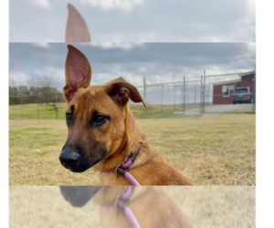 Black Mouth Cur-Unknown Mix Dogs for adoption in Abbeville, LA, USA