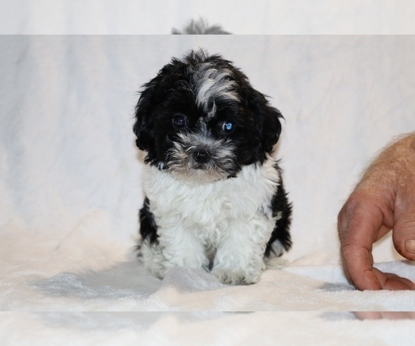 Medium Photo #20 ShihPoo Puppy For Sale in DYERSBURG, TN, USA