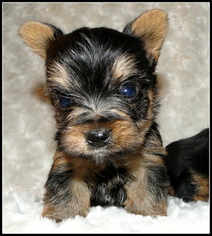 Yorkshire Terrier Puppy for sale in STATHAM, GA, USA
