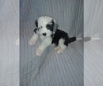 Small Photo #4 Sheepadoodle Puppy For Sale in TAYLOR, MI, USA