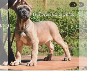 Cane Corso Puppy for sale in MADISON, GA, USA
