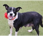 Small #2 Border Collie Mix