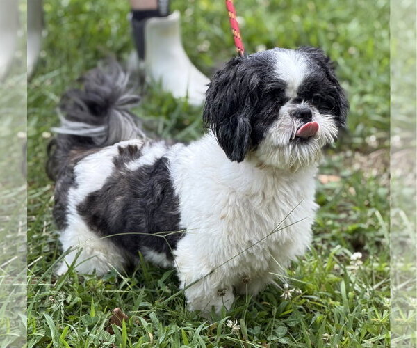 Medium Photo #7 Maltese Puppy For Sale in Yardley, PA, USA