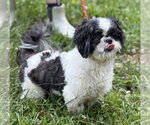 Small #6 Maltese