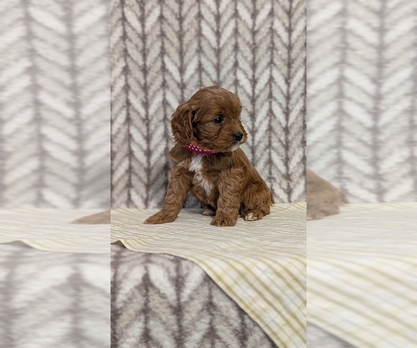 Medium Photo #57 Cavapoo (Miniature) Puppy For Sale in GOSHEN, IN, USA