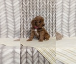 Small Photo #57 Cavapoo (Miniature) Puppy For Sale in GOSHEN, IN, USA