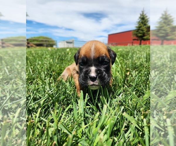 Medium Photo #2 Boxer Puppy For Sale in AFTON, WY, USA