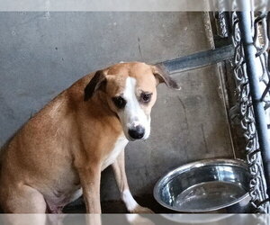 Mutt Dogs for adoption in San Bernardino, CA, USA