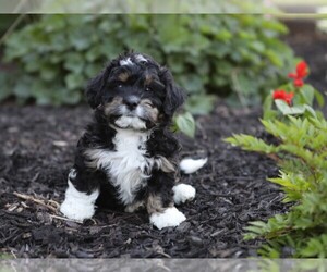 Bernedoodle (Miniature) Puppy for Sale in GOSHEN, Indiana USA