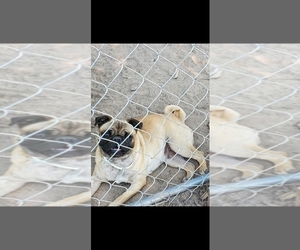 Pug Puppy for sale in TOOL, TX, USA